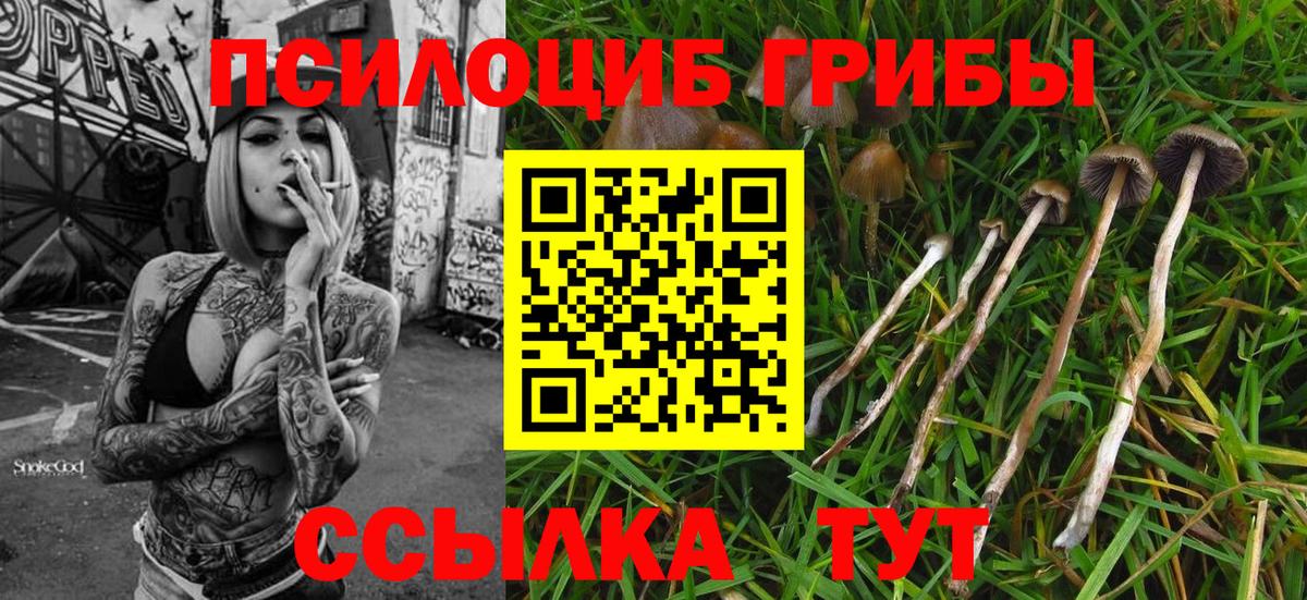 Киселёвск  Псилоцибиновые грибы мухоморы  Вход с VPN 